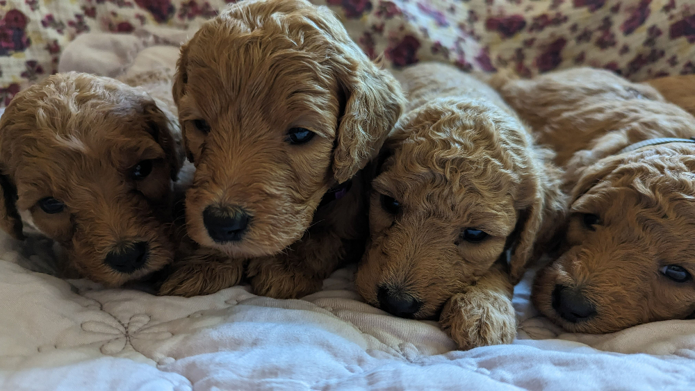 Puppies